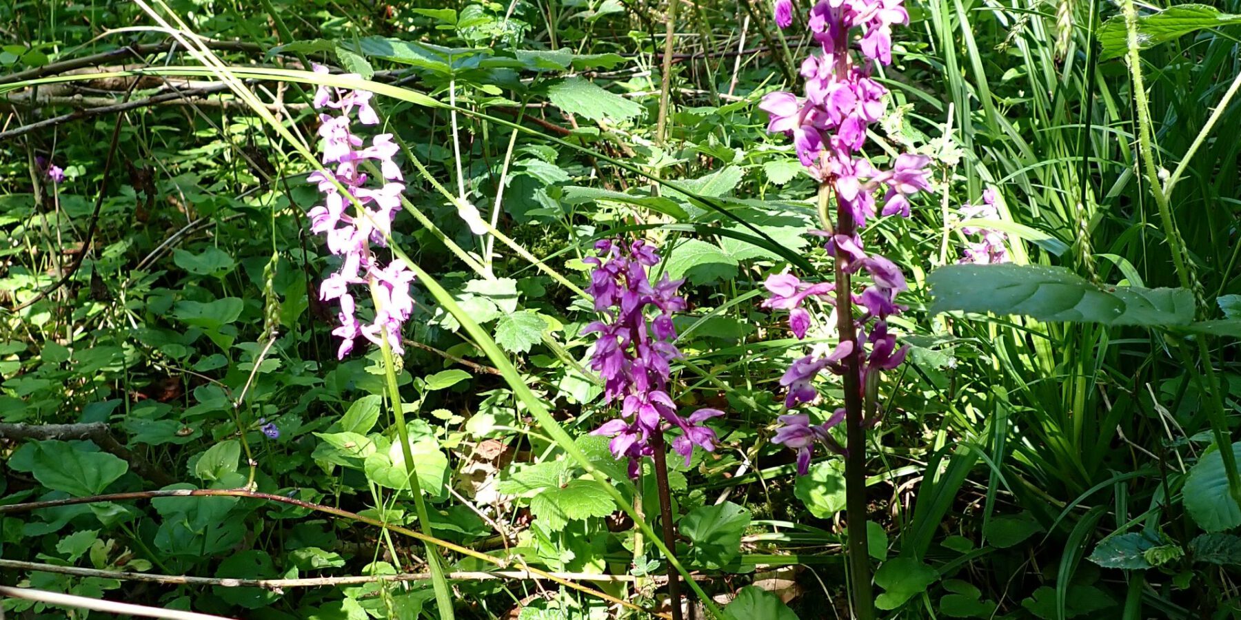 Männliches Knabenkraut (Orchis mascula)