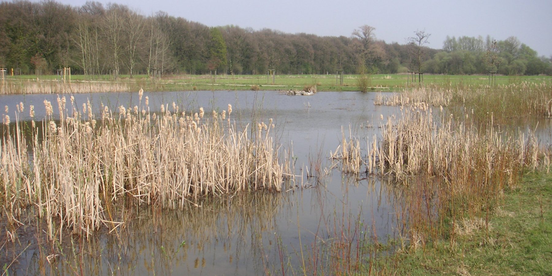 Teich im NSG Sanderoth