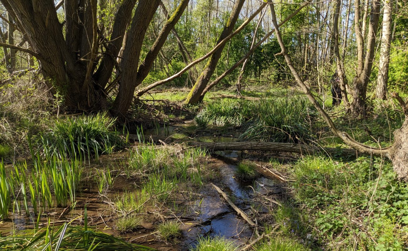 Naturnaher Selbach