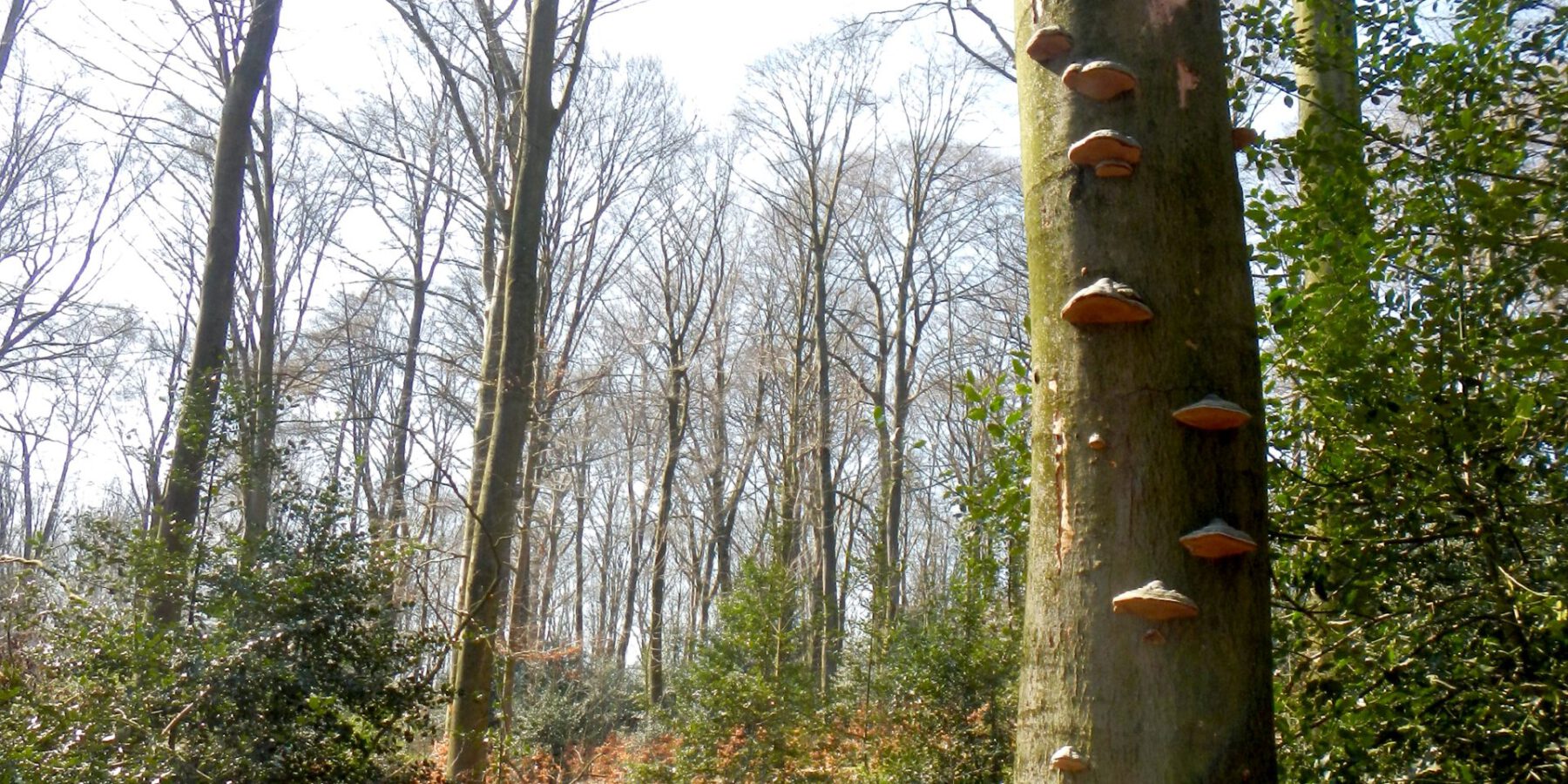 Stehendes und liegendes Totholz im Stadtwald Schwerte -  wichtige Strukurelemente eines Wildnisgebietes