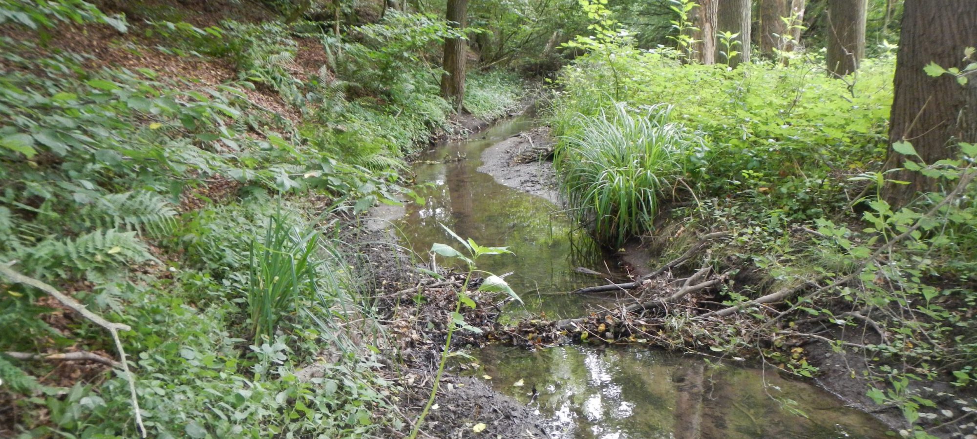 Naturnah verläuft der Steinbach an der natürlichen Geländekante in seiner schmalen Aue