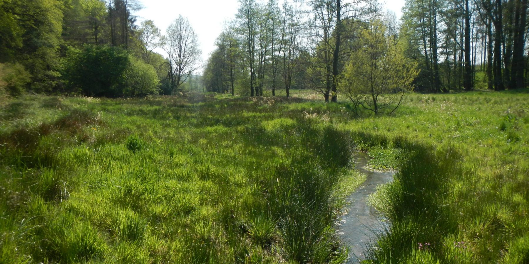 Renaturierter Strickherdicker Bach mit zahlreichen Schlingen und nasser Grünlandvegetation