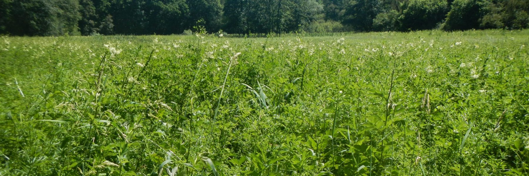 Das Wannebachtal liegt kesselartig zwischen den umgebenden Hochflächen und weist großflächig feuchte Hochstaudenfluren auf