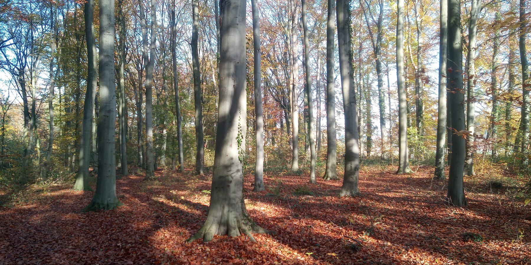 Buchenwaldparzelle im Wickeder Holz