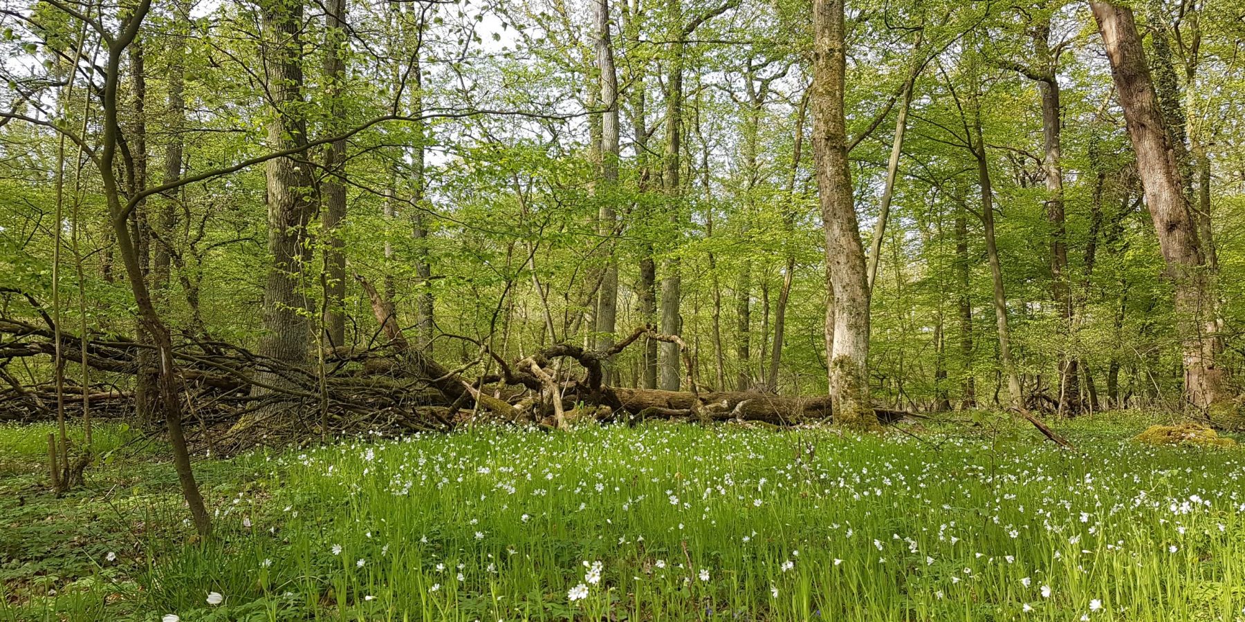 Sternmierenblüte (Stellaria holostea) im NSG Wilshauser Holz