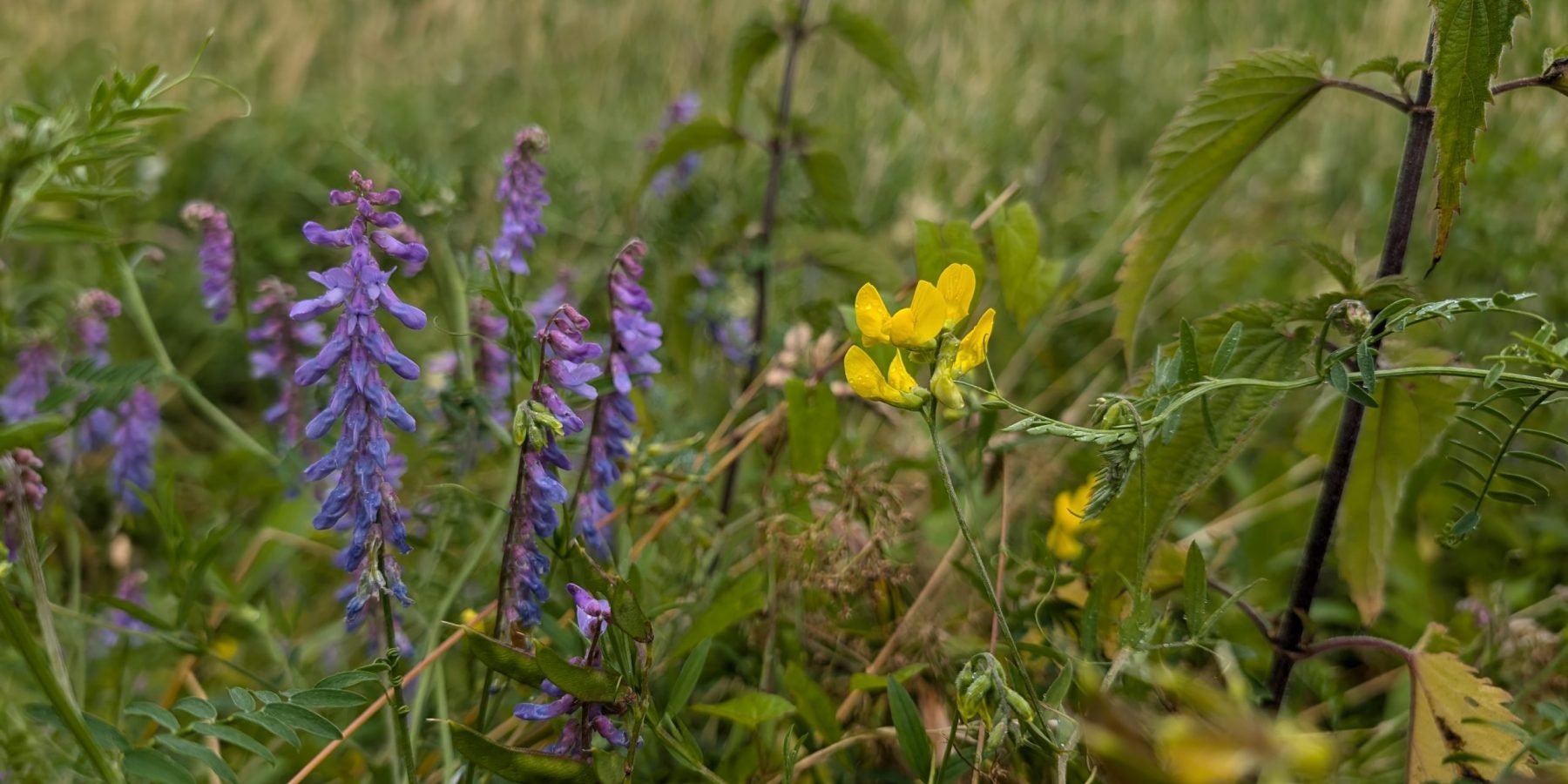 Vogel-Wicke (Vicia cracca) und Wiesen-Platterbse (Lathyrus pratensis)