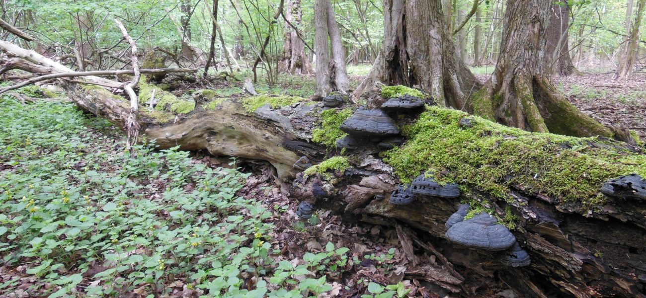 Totholz im Bereich der Naturwaldzelle im NSG Heerener Holz